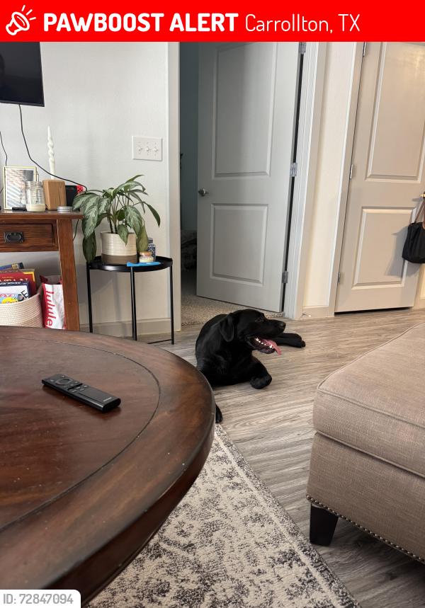 Lost Male Dog last seen Downtown Carrollton, Carrollton, TX 75006