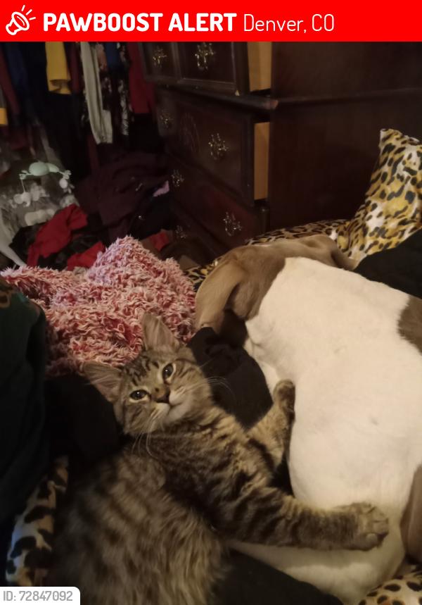 Lost Male Cat last seen Peoria 52nd , Denver, CO 80239