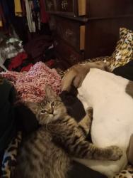 Lost Male Cat last seen Peoria 52nd , Denver, CO 80239