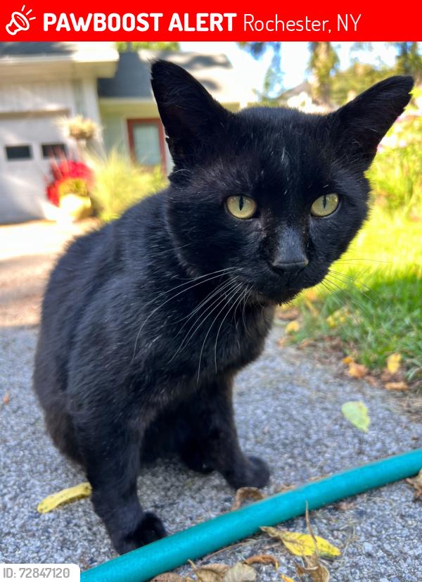 Lost Male Cat last seen Magee/Seneca Parkway - West Of Dewey, Rochester, NY 14613