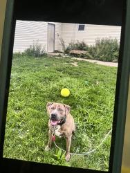 Lost Male Dog last seen E 600 N Kokomo, IN 46901, Cassville, IN 46901