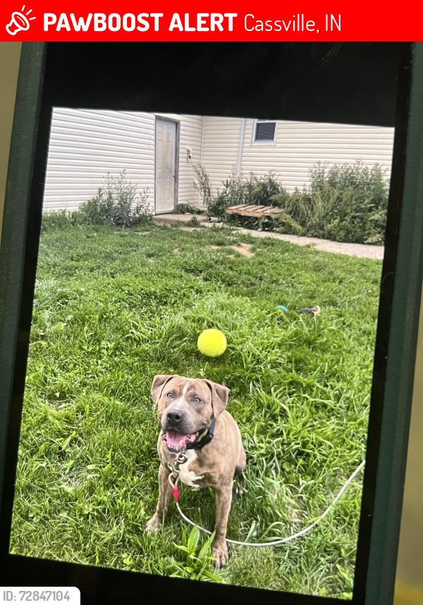 Lost Male Dog last seen E 600 N Kokomo, IN 46901, Cassville, IN 46901