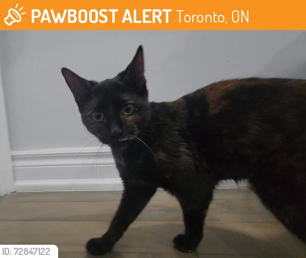 Found/Stray Female Cat last seen Warden Lawrence, Toronto, ON 