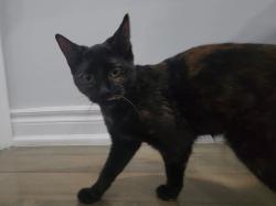 Found/Stray Female Cat last seen Warden Lawrence , Toronto, ON 