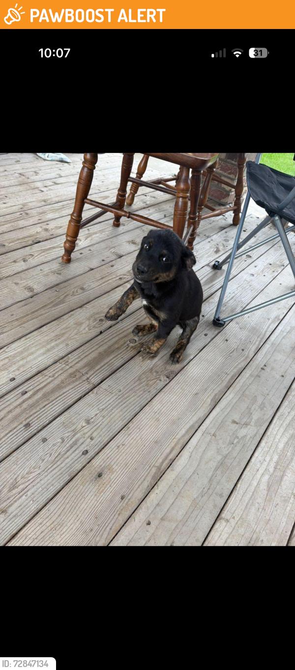 Found/Stray Male Dog last seen Hart rd , Stanislaus County, CA 95358
