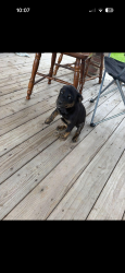 Found/Stray Male Dog last seen Hart rd , Stanislaus County, CA 95358