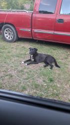 Found/Stray Male Dog last seen Stagecoach road, Ellenwood, GA 30294