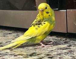 Lost Female Bird last seen Mount Arlington Court hse, Mount Arlington, NJ 07856