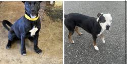 Found/Stray Unknown Dog last seen Gary Animal Control Strays, Gary, IN 46402