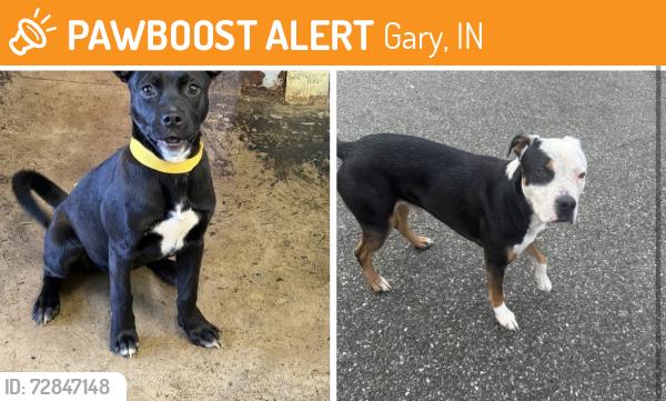 Found/Stray Unknown Dog last seen Gary Animal Control Strays, Gary, IN 46402