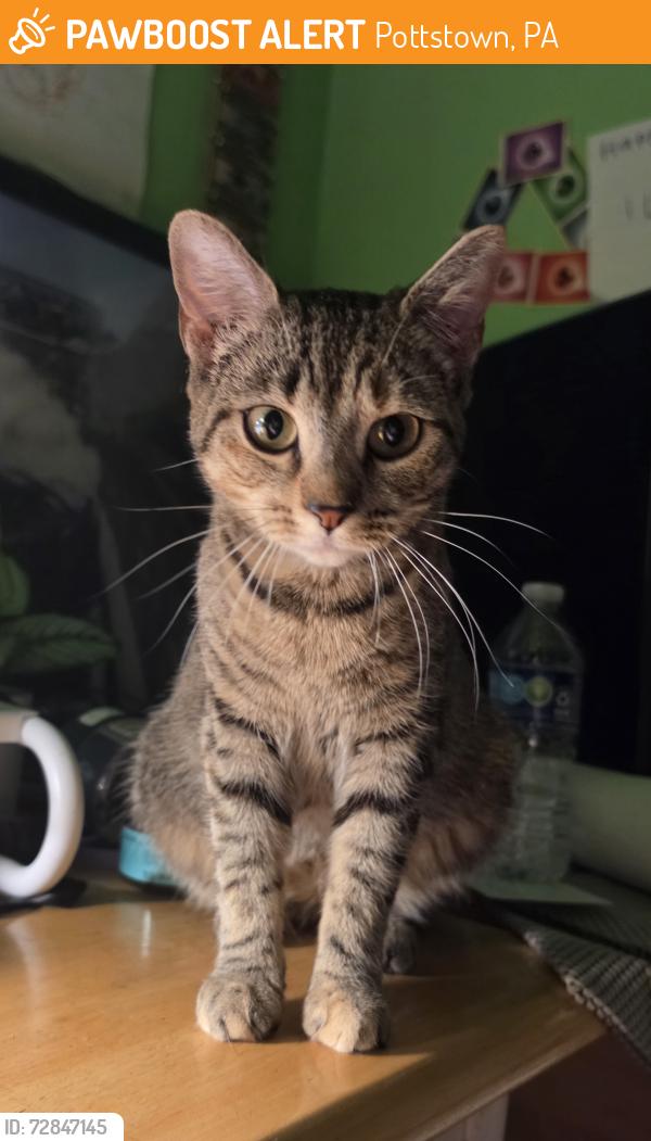 Found/Stray Female Cat last seen Near block of Chesnut St in Pottstown, Pottstown, PA 19464