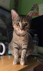 Found/Stray Female Cat last seen Near block of Chesnut St in Pottstown, Pottstown, PA 19464