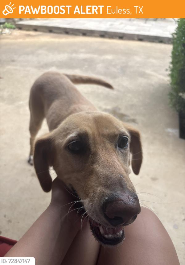 Found/Stray Female Dog last seen Neighborhood, Euless, TX 76039