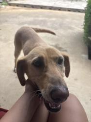 Found/Stray Female Dog last seen Neighborhood, Euless, TX 76039
