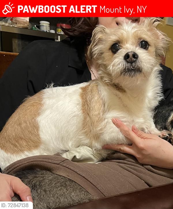 Lost Male Dog last seen On 202, Mount Ivy, NY 10970