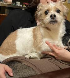 Lost Male Dog last seen On 202, Mount Ivy, NY 10970