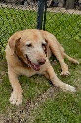 Reunited Female Dog last seen Peninsula Road, Whitehouse, TX 75791