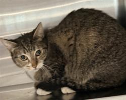 Shelter Stray Female Cat last seen , Chatsworth, CA 91311