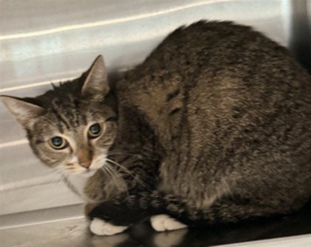 Shelter Stray Female Cat last seen , Chatsworth, CA 91311