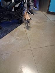 Shelter Stray Female Dog last seen Near BLOCK CLYDE ST, BAKERFSIELD, Bakersfield, CA 93307