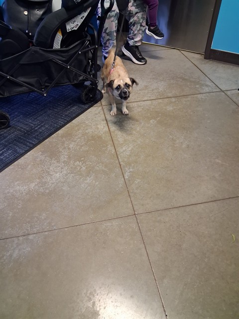 Shelter Stray Female Dog last seen Near BLOCK CLYDE ST, BAKERFSIELD, Bakersfield, CA 93307