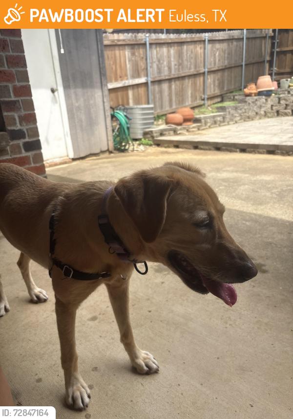 Found/Stray Female Dog last seen Neighborhood, Euless, TX 76039