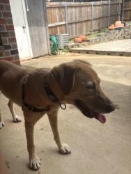 Found/Stray Female Dog last seen Neighborhood, Euless, TX 76039