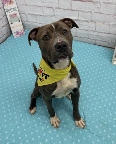 Shelter Stray Male Dog last seen Near BLOCK ANDERDON AVE, DETROIT MI 48215, Detroit, MI 48211