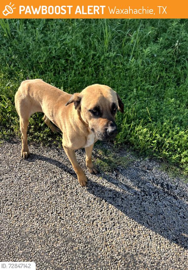 Found/Stray Male Dog last seen Gibson Road, Waxahachie, TX 75165
