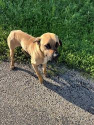 Found/Stray Male Dog last seen Gibson Road, Waxahachie, TX 75165