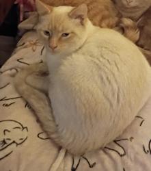 Lost Male Cat last seen Near ne and 19ne, Calgary, AB T3K 0S5