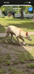 Found/Stray Female Dog last seen Trinity river, Dallas County, TX 75159