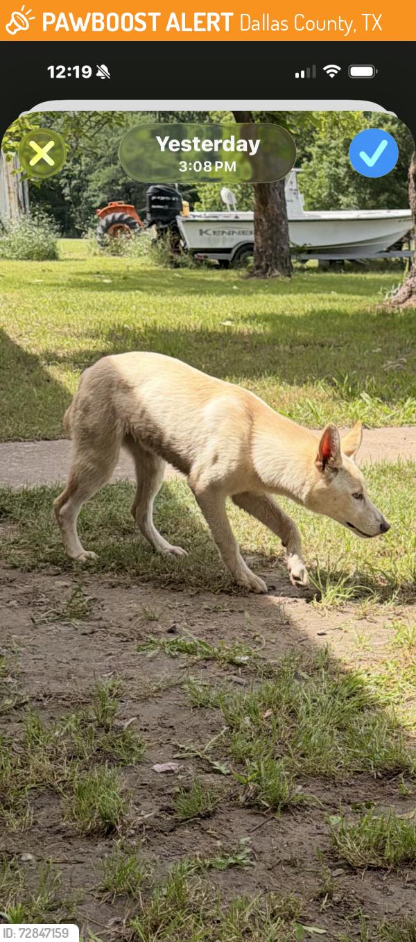 Found/Stray Female Dog last seen Trinity river, Dallas County, TX 75159