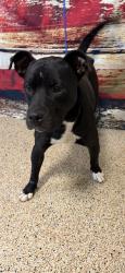 Shelter Stray Male Dog last seen VICINITY OF: 2870 NE 2 DR, Doral, FL 33122
