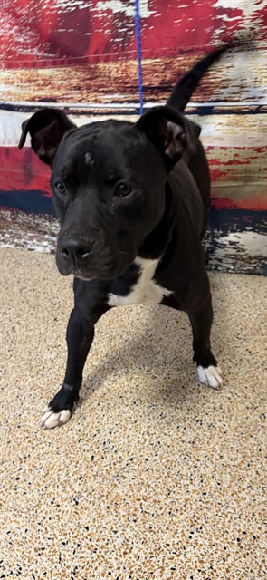 Shelter Stray Male Dog last seen VICINITY OF: 2870 NE 2 DR, Doral, FL 33122