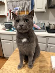 Lost Male Cat last seen Park & Otis, Alameda, CA 94501