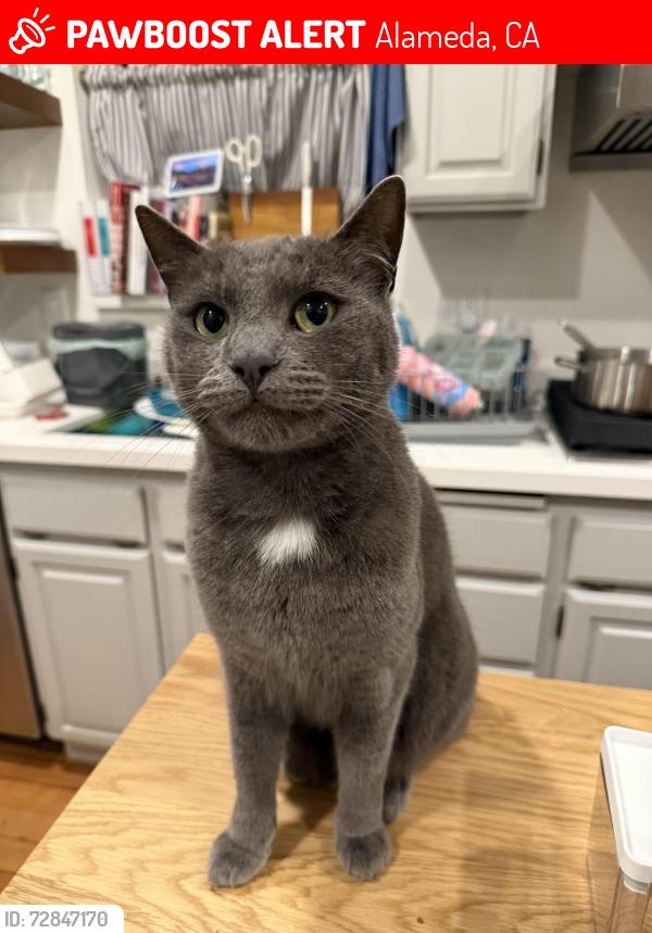 Lost Male Cat last seen Park & Otis, Alameda, CA 94501