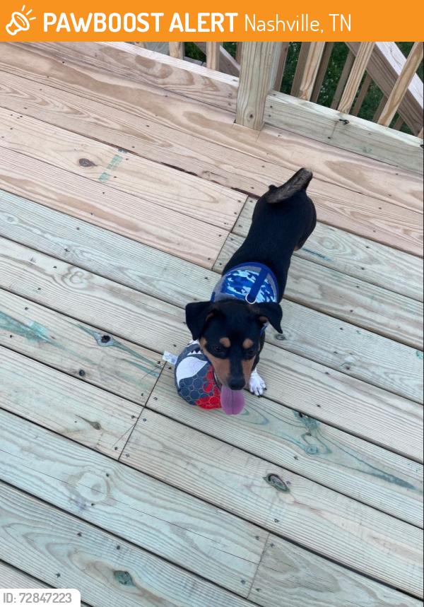 Found/Stray Female Dog last seen Brewer Dr. and Tusculum intersection near Cole Elementary , Nashville, TN 37211