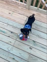 Found/Stray Female Dog last seen Brewer Dr. and Tusculum intersection near Cole Elementary , Nashville, TN 37211