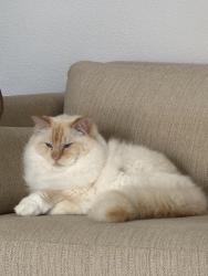 Lost Male Cat last seen Dorchester Avenue , Cardiff, Wales CF23