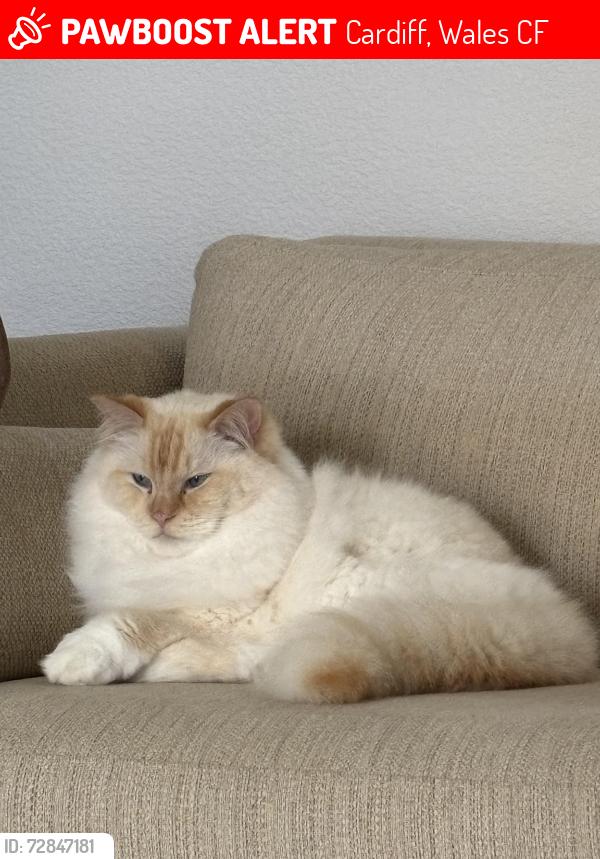 Lost Male Cat last seen Dorchester Avenue, Cardiff, Wales CF23