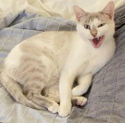 Lost Female Cat last seen Park & Otis, Alameda, CA 94501