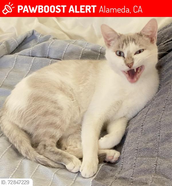 Lost Female Cat last seen Park & Otis, Alameda, CA 94501