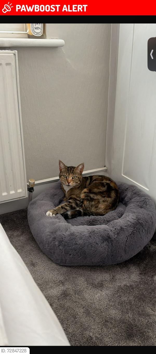 Lost Female Cat last seen wanstead lane , Greater London, England IG1 3SE
