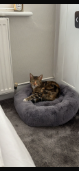 Lost Female Cat last seen wanstead lane , Greater London, England IG1 3SE