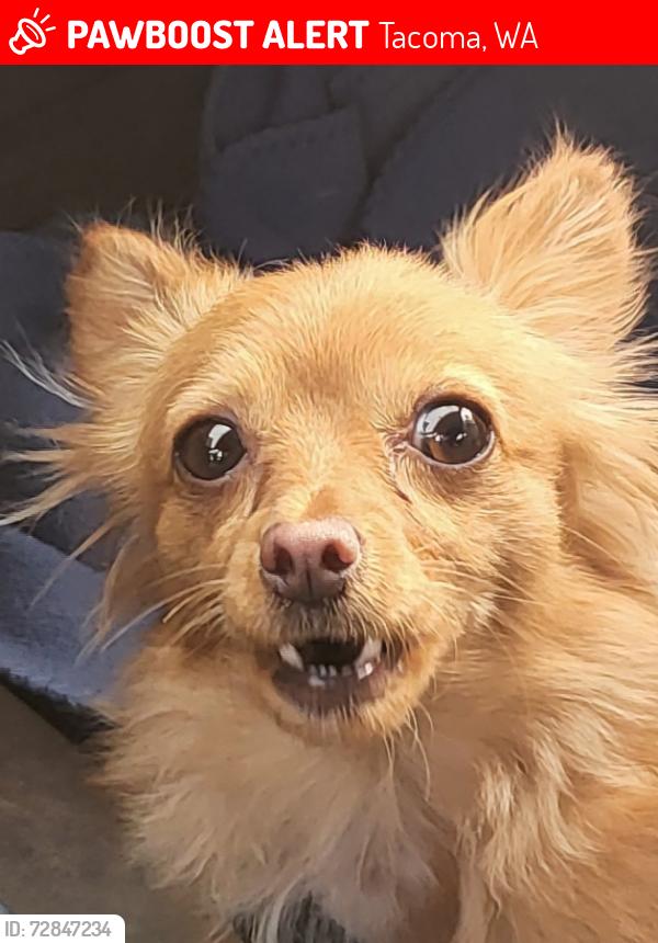 Lost Female Dog last seen Military and Waller, Tacoma, WA 98445