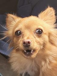 Lost Female Dog last seen Military and Waller, Tacoma, WA 98445