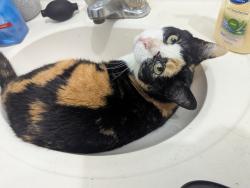 Lost Female Cat last seen Mulberry Civic Center, Mulberry, FL 33860