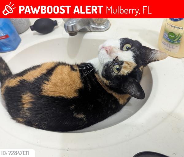 Lost Female Cat last seen Mulberry Civic Center, Mulberry, FL 33860