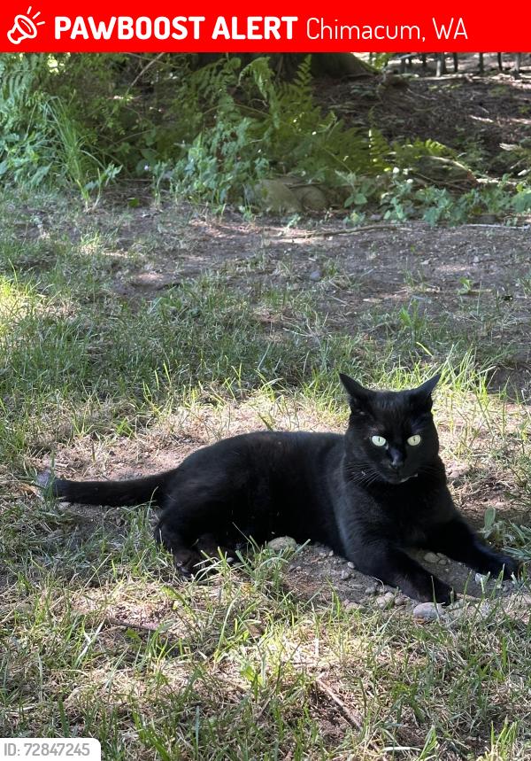 Lost Female Cat last seen Van Trojen Rd, Chimacum, WA 98325